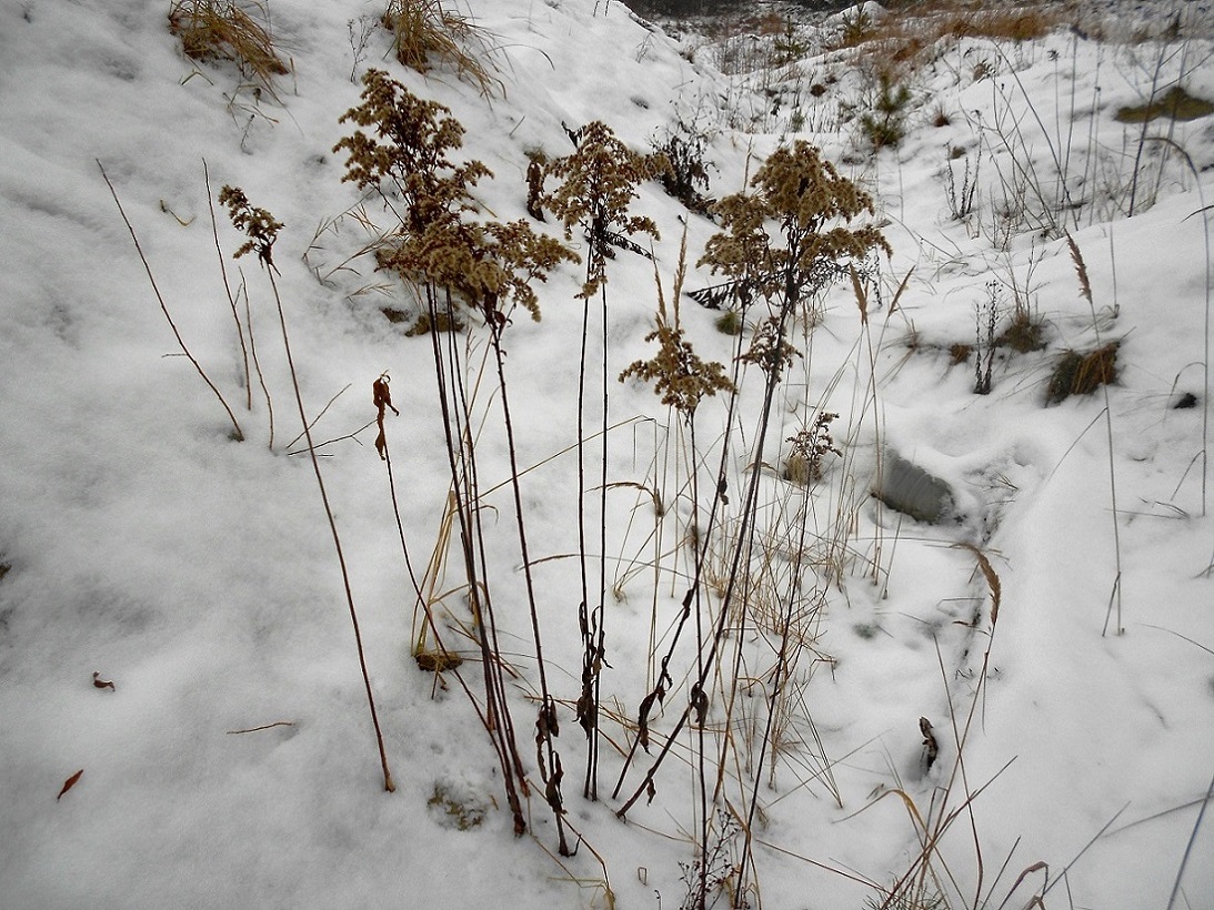 Изображение особи Solidago canadensis.