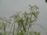 Scirpus radicans. Верхушки плодоносящих(?) растений на берегу залива. Иркутская обл., Иркутское вдхр. 10.07.2013.