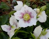 Helleborus caucasicus. Цветки и бутон. Германия, г. Дюссельдорф, Ботанический сад университета. 02.03.2014.