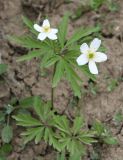 Anemone caerulea