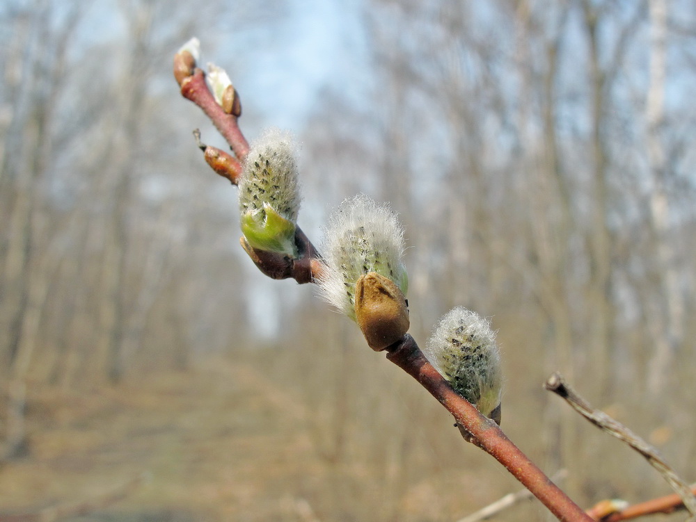 Изображение особи Salix taraikensis.