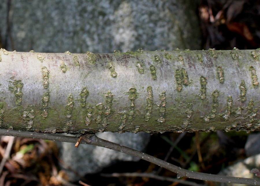 Изображение особи Duschekia alnobetula.