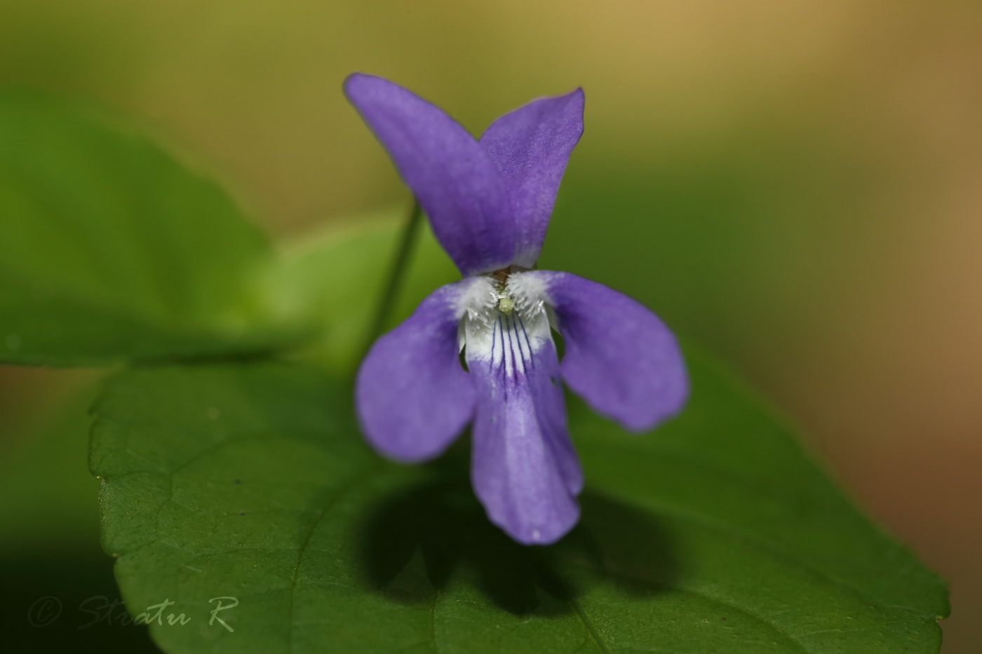 Изображение особи Viola reichenbachiana.