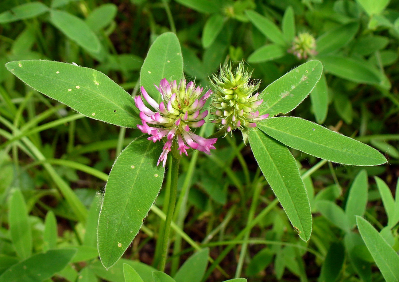 Изображение особи Trifolium medium.