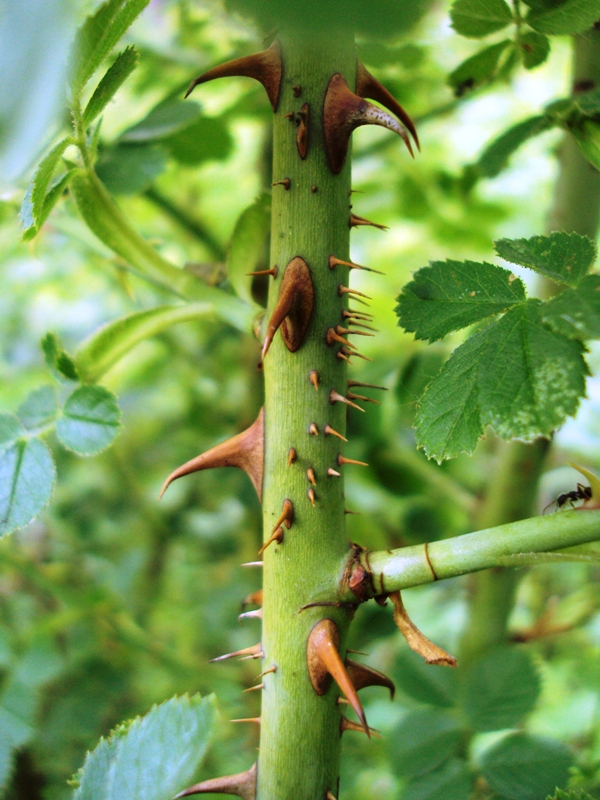 Image of Rosa rubiginosa specimen.