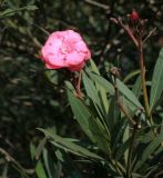 View full-size image Nerium oleander