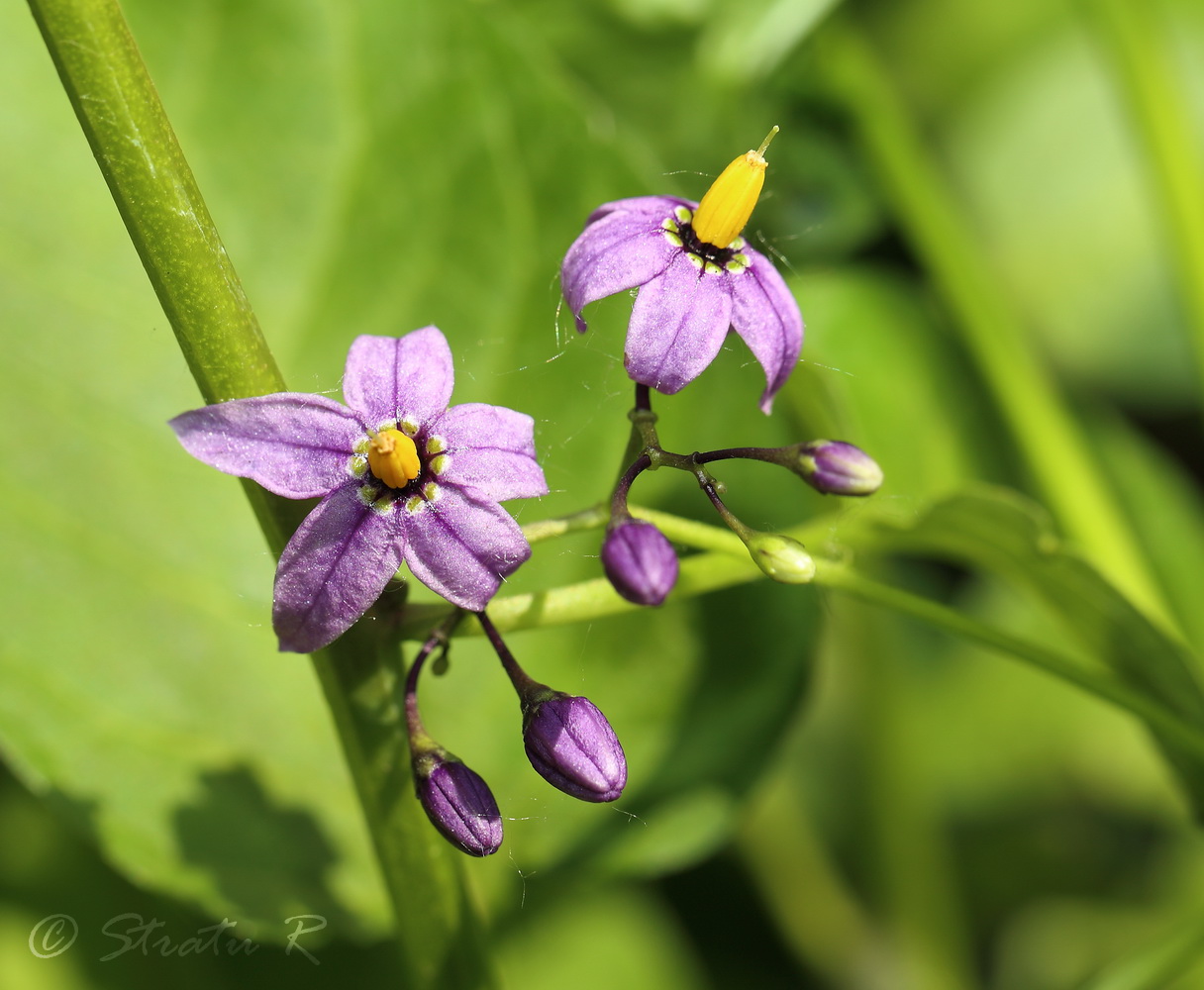 Image of Solanum dulcamara specimen.