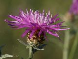 Centaurea jacea. Соцветие. Молдова, мун. Кишинев, окр. с. Гидигич. 10.08.2014.