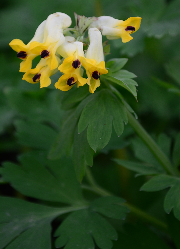 Image of Corydalis nobilis specimen.