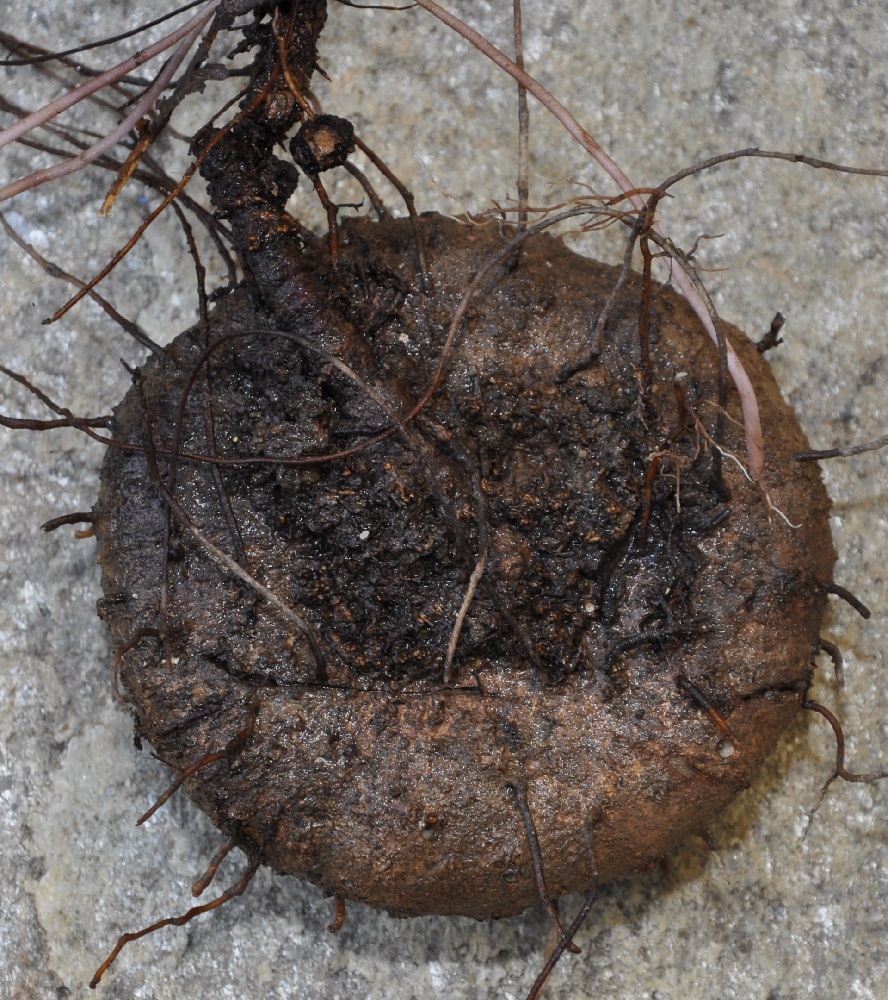 Image of Cyclamen hederifolium specimen.