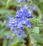 Смотреть изображение Caryopteris × clandonensis