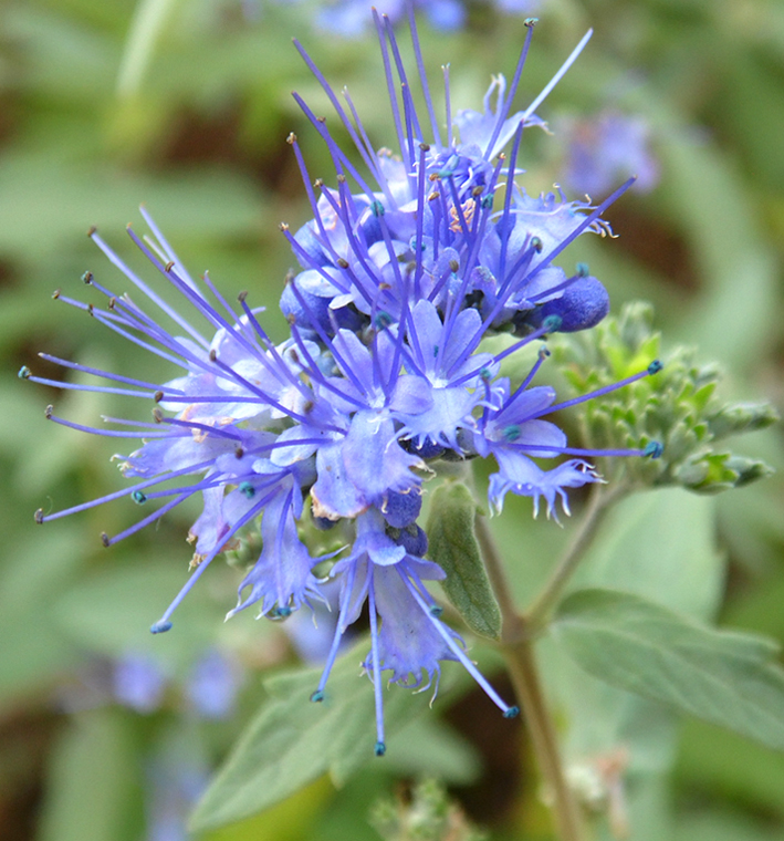 Image of Caryopteris &times; clandonensis specimen.