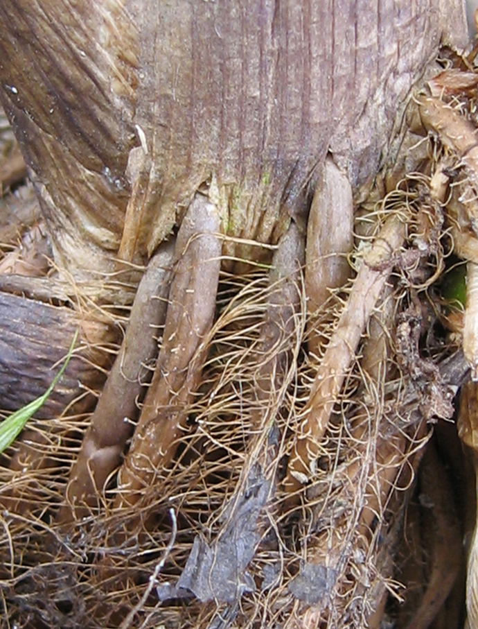 Image of Zizania latifolia specimen.