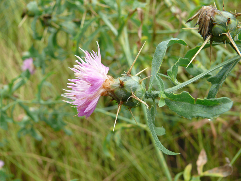 Изображение особи Centaurea iberica.