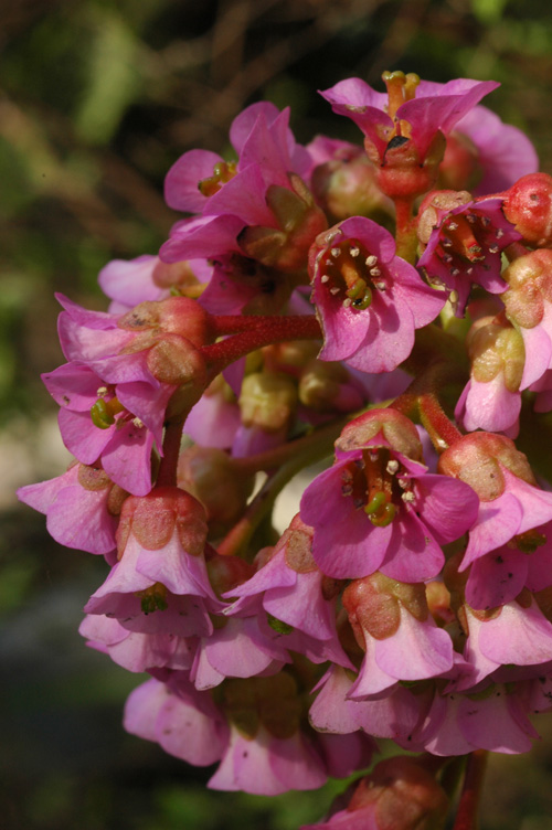 Image of Bergenia crassifolia specimen.