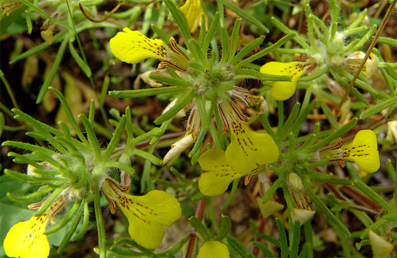 Image of Ajuga glabra specimen.