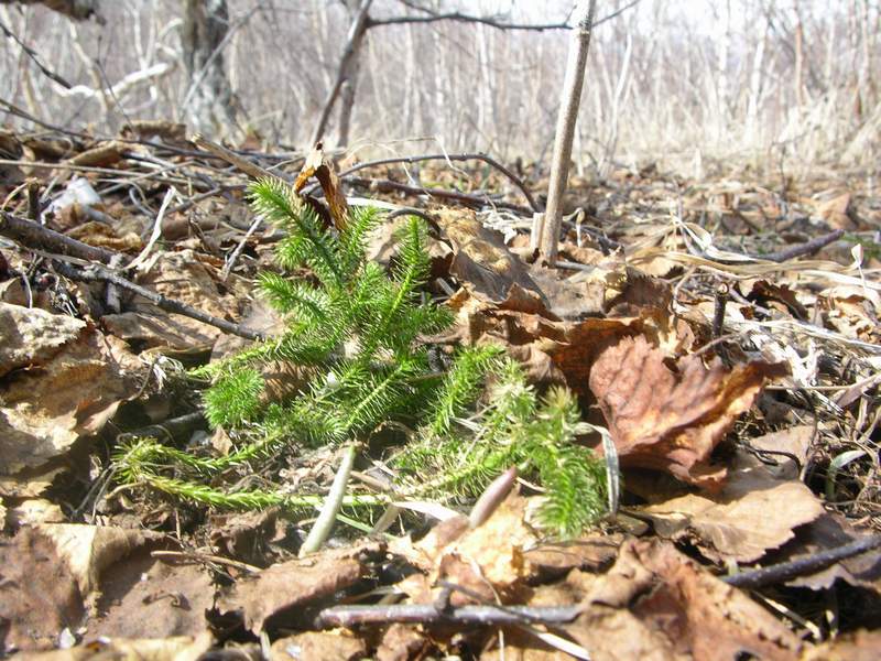 Image of Lycopodium annotinum specimen.