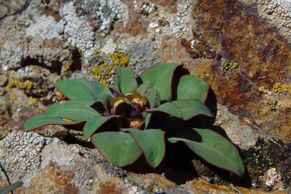 Image of Euphorbia rapulum specimen.