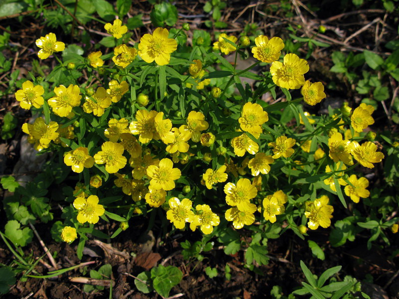 Изображение особи Ranunculus monophyllus.