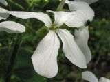 Lunaria annua