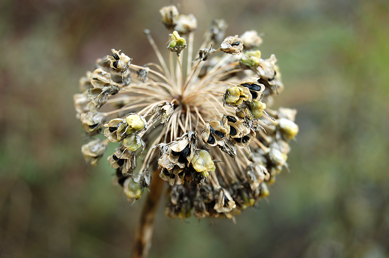 Image of Allium nutans specimen.