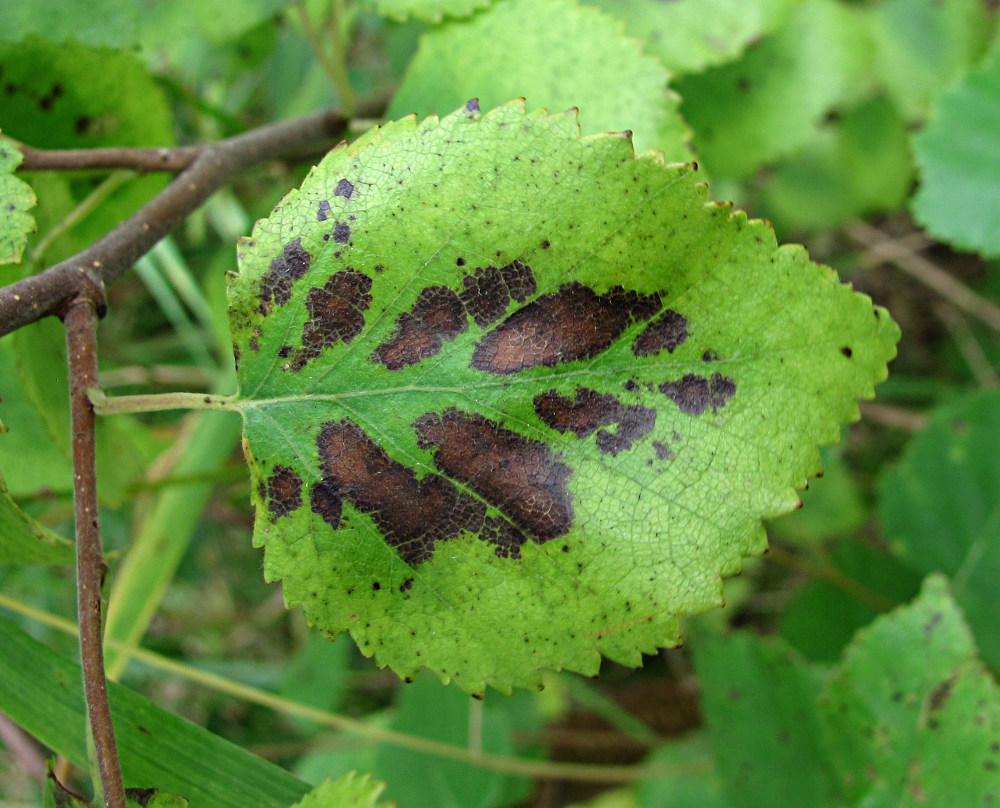 Image of Betula pubescens specimen.