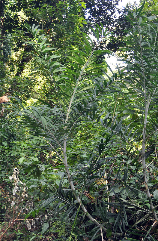 Image of Calamus viminalis specimen.