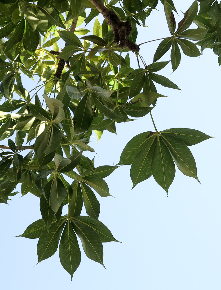 Image of Sterculia foetida specimen.