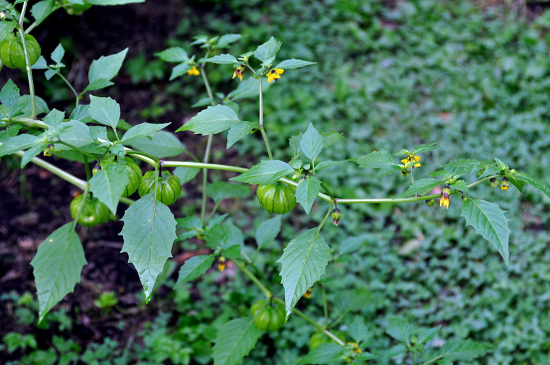 Image of Physalis ixocarpa specimen.