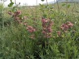 Atraphaxis pyrifolia. Плодоносящее растение. Южный Казахстан, горы Каракус. 07.05.2007.