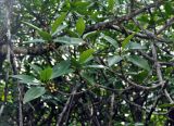 Rhizophora apiculata. Ветви цветущего дерева. Андаманские острова, остров Баратанг, мангровые заросли на побережье. 05.01.2015.