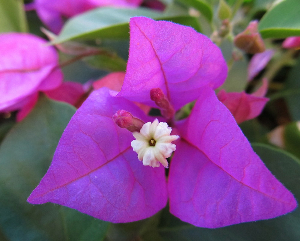 Image of genus Bougainvillea specimen.