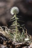 Echinops tschimganicus. Цветущее растение. Южный Казахстан, горы Алатау (Даубаба), Западное ущелье. 08.07.2014.