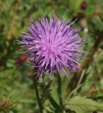 Serratula coronata. Соцветие. Восточный Казахстан, Уланский р-н, окр. с. Украинка. 12.08.2014.