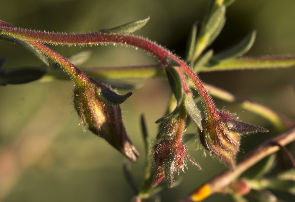 Image of Fumana arabica specimen.