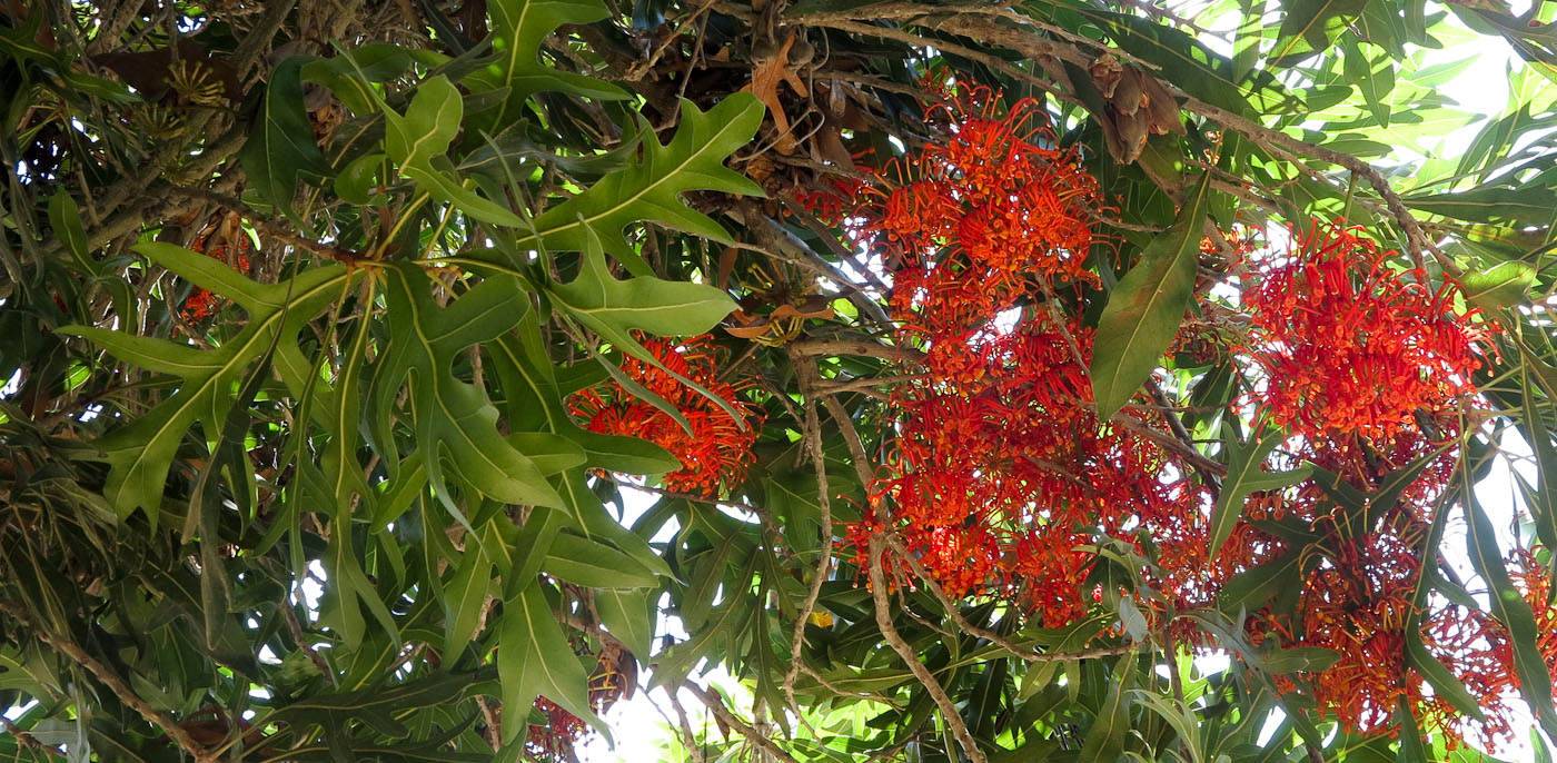 Image of Stenocarpus sinuatus specimen.