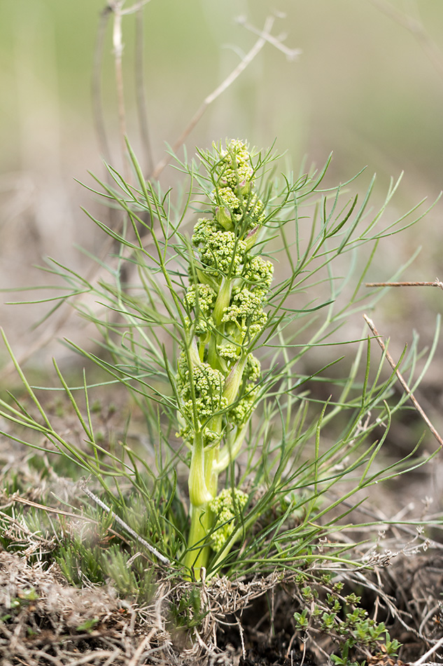 Image of genus Trinia specimen.