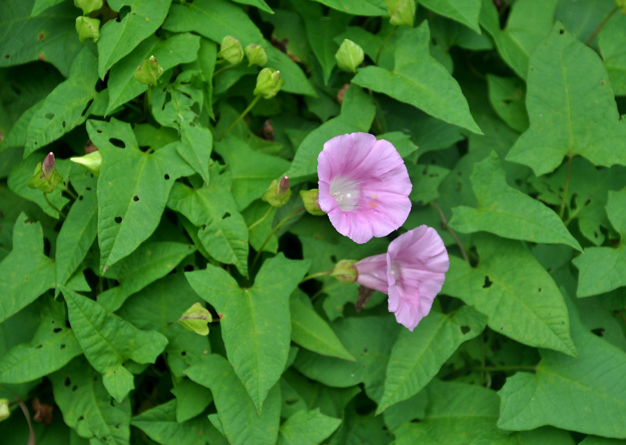 Image of Calystegia inflata specimen.