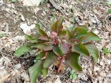 Paeonia caucasica