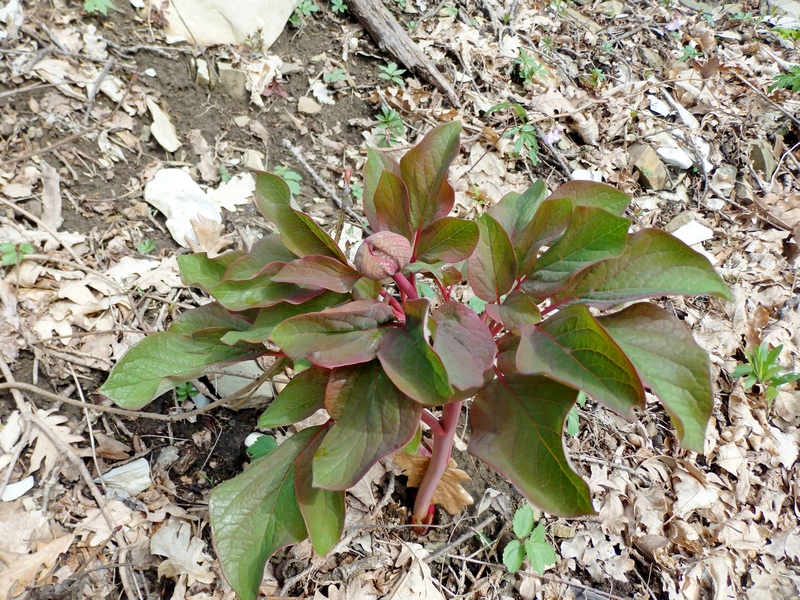 Image of Paeonia caucasica specimen.