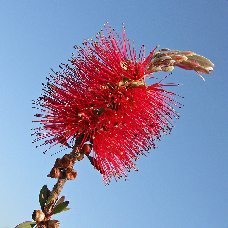 Image of Callistemon citrinus specimen.