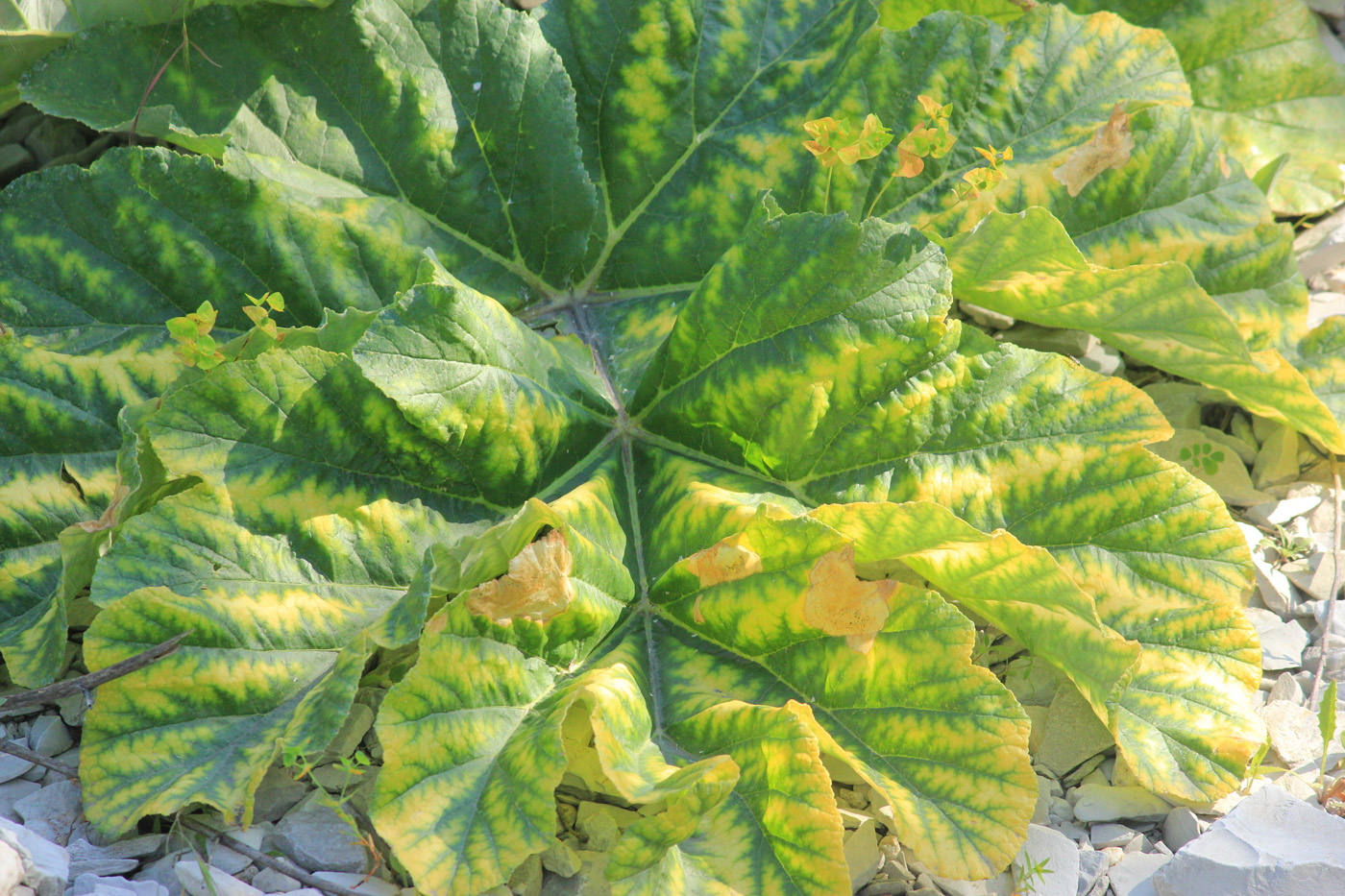 Image of Heracleum stevenii specimen.