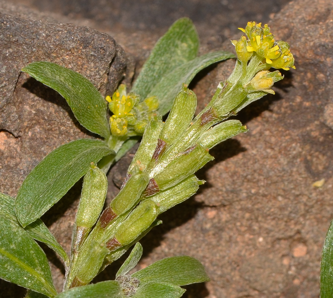 Image of Notoceras bicorne specimen.