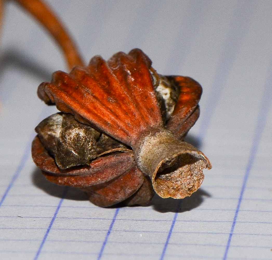 Image of Alpinia zerumbet specimen.