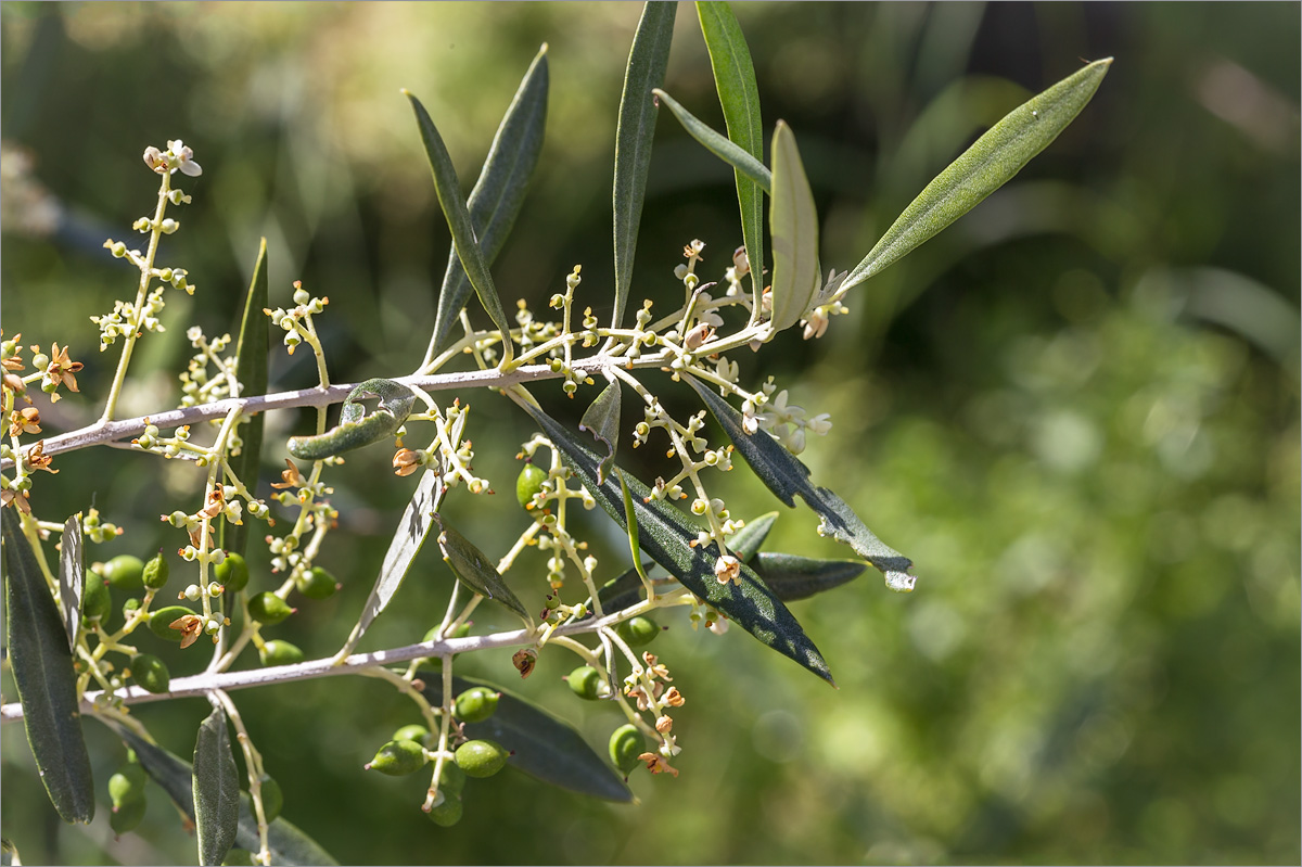 Image of Olea europaea specimen.