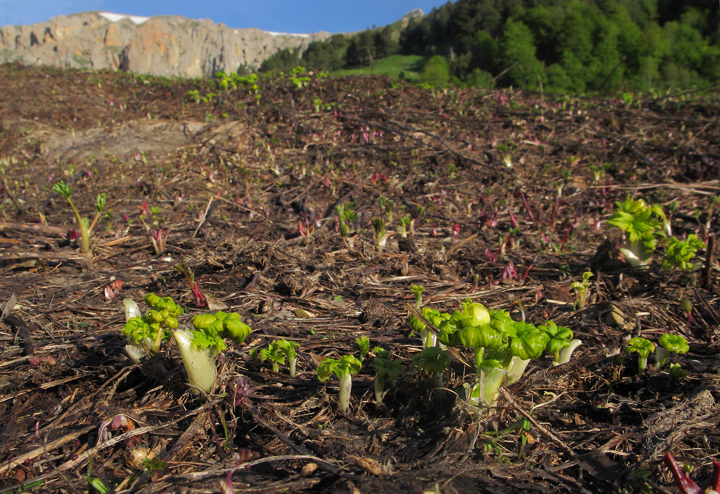 Image of Trollius ranunculinus specimen.