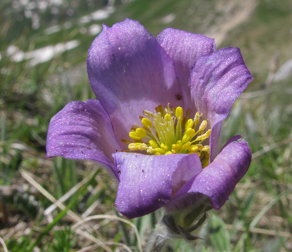 Image of Pulsatilla violacea specimen.