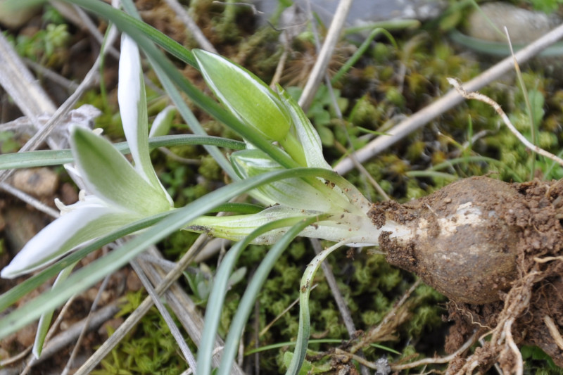 Image of Ornithogalum sibthorpii specimen.