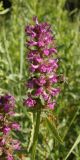 Betonica officinalis