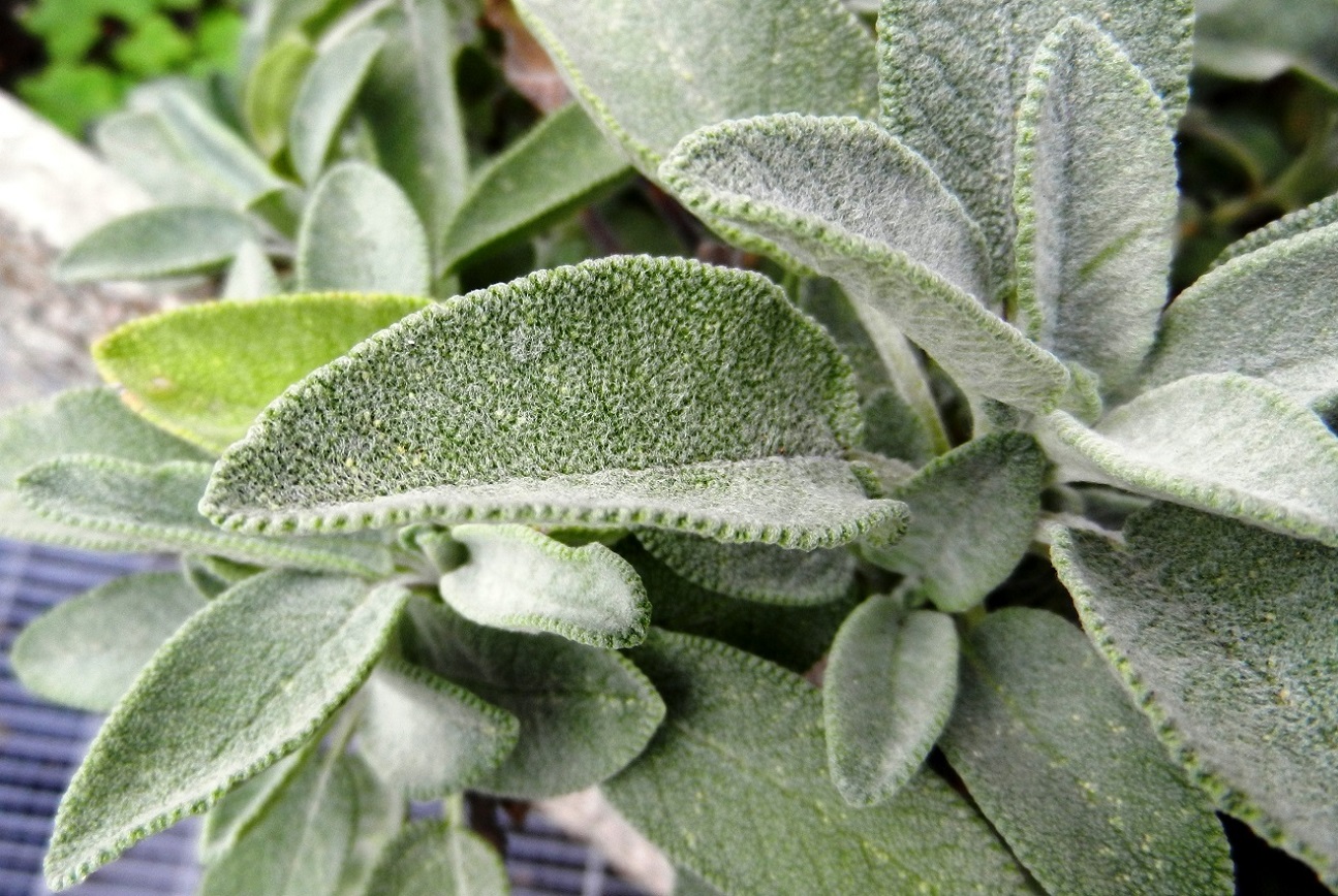 Изображение особи Salvia officinalis.